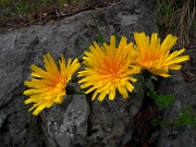 82 Fiori gialli...